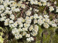 Paronychia argentea 53, Saxifraga-Willem van Kruijsbergen