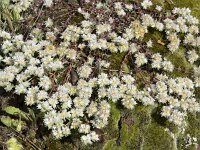 Paronychia argentea 54, Saxifraga-Willem van Kruijsbergen