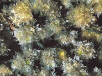 Paronychia argentea 55, Saxifraga-Jan van der Straten
