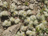 Paronychia capitata 12, Saxifraga-Jan van der Straaten