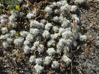 Paronychia capitata 16, Saxifraga-Michiel Drok