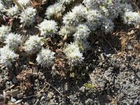 Paronychia capitata 17, Saxifraga-Michiel Drok