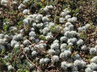 Paronychia capitata 19, Saxifraga-Michiel Drok