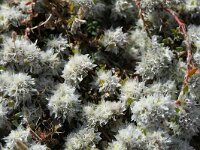 Paronychia capitata 20, Saxifraga-Michiel Drok