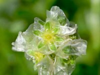 Paronychia kapela 9, Saxifraga-Sonja Bouwman