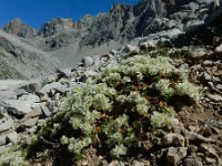 Paronychia kapela ssp serpyllifolia 1, Saxifraga-Ed Stikvoort : Espinama - Fuente Dé - Regugio de Aliva s9900