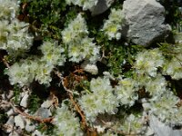 Paronychia kapela ssp serpyllifolia 2, Saxifraga-Ed Stikvoort : Espinama - Fuente Dé - Regugio de Aliva s9900