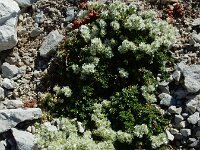 Paronychia kapela ssp serpyllifolia 3, Saxifraga-Ed Stikvoort : Espinama - Fuente Dé - Regugio de Aliva s9900