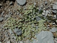 Paronychia kapela ssp serpyllifolia 4, Saxifraga-Ed Stikvoort : Espinama - Fuente Dé - Regugio de Aliva s9900