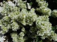 Paronychia kapela ssp serpyllifolia 5, Saxifraga-Ed Stikvoort : Espinama - Fuente Dé - Regugio de Aliva s9900