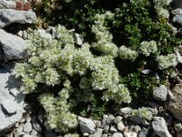 Paronychia kapela ssp serpyllifolia 6, Saxifraga-Ed Stikvoort : Espinama - Fuente Dé - Regugio de Aliva s9900