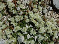 Paronychia kapela ssp serpyllifolia 7, Saxifraga-Ed Stikvoort : Espinama - Fuente Dé - Regugio de Aliva s9900
