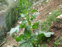 Pastinaca lucida 2, Saxifraga-Rutger Barendse