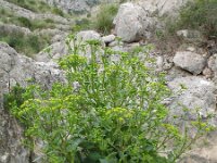 Pastinaca lucida 5, Saxifraga-Rutger Barendse