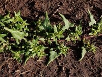 Patellifolia procumbens 3, Saxifraga-Ed Stikvoort