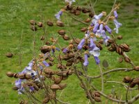 Paulownia tomentosa 10, Anna Paulownaboom, Saxifraga-Ed Stikvoort
