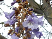 Paulownia tomentosa 8, Anna Paulownaboom, Saxifraga-Ed Stikvoort