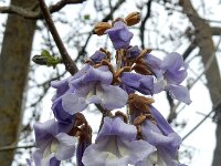 Paulownia tomentosa 9, Anna Paulownaboom, Saxifraga-Ed Stikvoort