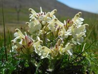 Pedicularis caucasica