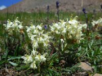 Pedicularis caucasica 2, Saxifraga-Ed Stikvoort