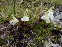 Pedicularis caucasica 3, Saxifraga-Ed Stikvoort