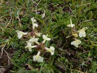 Pedicularis caucasica 4, Saxifraga-Ed Stikvoort
