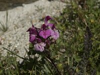 Pedicularis cenisia 5, Saxifraga-Willem van Kruijsbergen