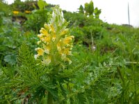 Pedicularis condensata 2, Saxifraga-Ed Stikvoort