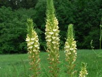 Pedicularis exaltata 2, Saxifraga-Jan Willem Jongepier