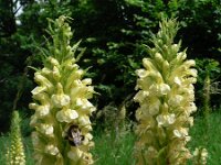 Pedicularis exaltata 3, Saxifraga-Jan Willem Jongepier