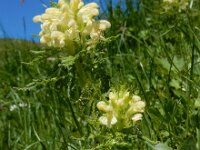 Pedicularis foliosa 10, Saxifraga-Ed Stikvoort