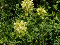 Pedicularis foliosa 11, Saxifraga-Ed Stikvoort