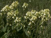 Pedicularis foliosa 12, Saxifraga-Willem van Kruijsbergen