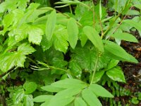 Pedicularis foliosa 14, Saxifraga-Rutger Barendse
