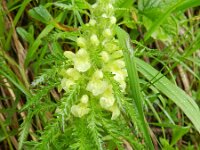 Pedicularis foliosa 15, Saxifraga-Rutger Barendse