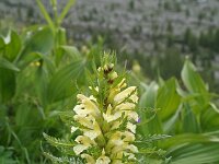 Pedicularis foliosa 2, Saxifraga-Jeroen Willemsen