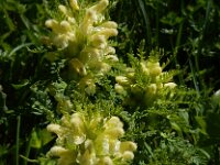 Pedicularis foliosa 5, Saxifraga-Ed Stikvoort