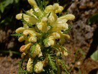 Pedicularis foliosa 6, Saxifraga-Ed Stikvoort