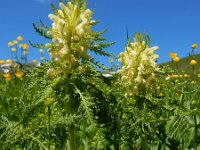 Pedicularis foliosa 9, Saxifraga-Ed Stikvoort