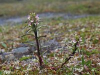 Pedicularis hirsuta 3, Saxifraga-Jeroen Willemsen
