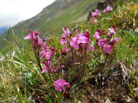 Pedicularis kerneri 10, Saxifraga-Ed Stikvoort