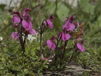 Pedicularis kerneri 5, Saxifraga-Willem van Kruijsbergen