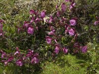 Pedicularis kerneri 6, Saxifraga-Willem van Kruijsbergen