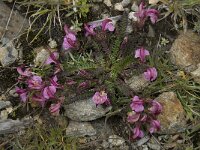 Pedicularis kerneri 7, Saxifraga-Willem van Kruijsbergen