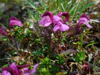 Pedicularis kerneri 8, Saxifraga-Ed Stikvoort