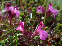 Pedicularis kerneri 9, Saxifraga-Ed Stikvoort