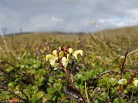 Pedicularis lapponica 11, Saxifraga-Jeroen Willemsen