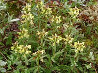 Pedicularis lapponica 14, Saxifraga-Hans Grotenhuis