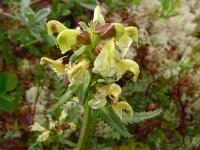 Pedicularis lapponica 15, Saxifraga-Hans Grotenhuis