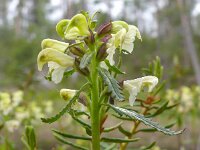 Pedicularis lapponica 17, Saxifraga-Hans Grotenhuis